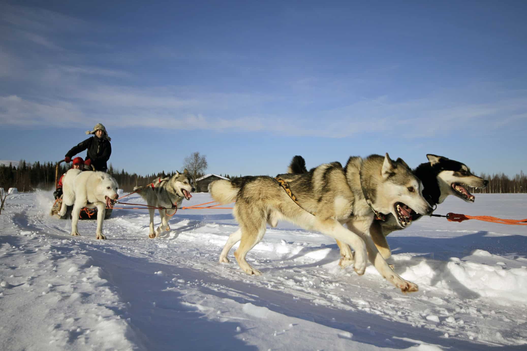 Husky sled team running in snow